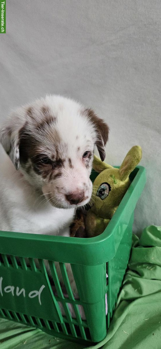 Bild 3: Aussiedor Welpen | Labrador Retriever x Australian Shepherd
