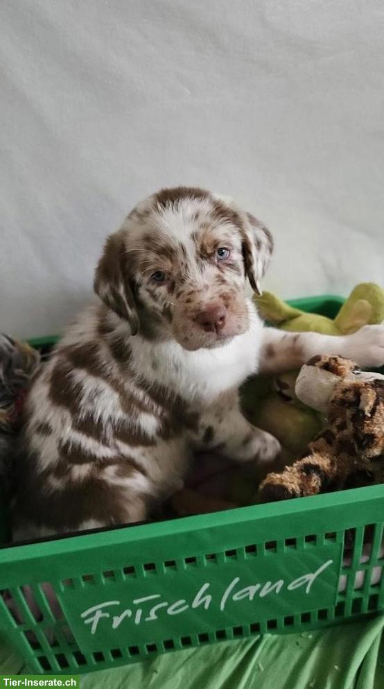 Bild 4: Aussiedor Welpen | Labrador Retriever x Australian Shepherd