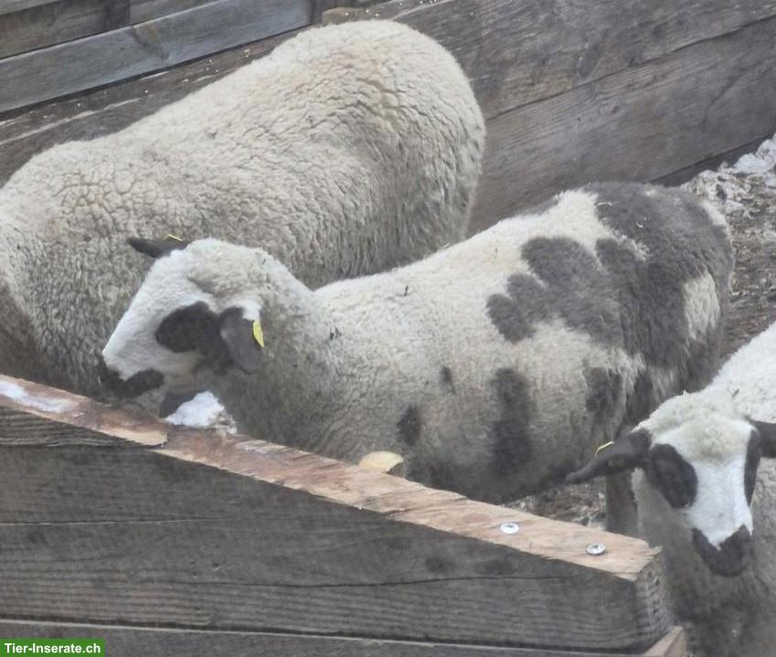 Junger Spiegelschaf-Bock zu verkaufen