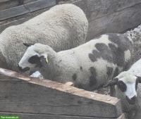 Junger Spiegelschaf-Bock zu verkaufen