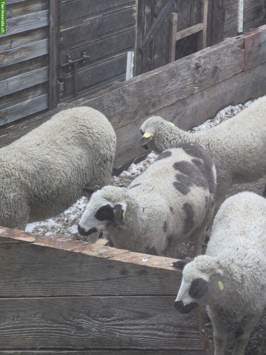 Bild 2: Junger Spiegelschaf-Bock zu verkaufen