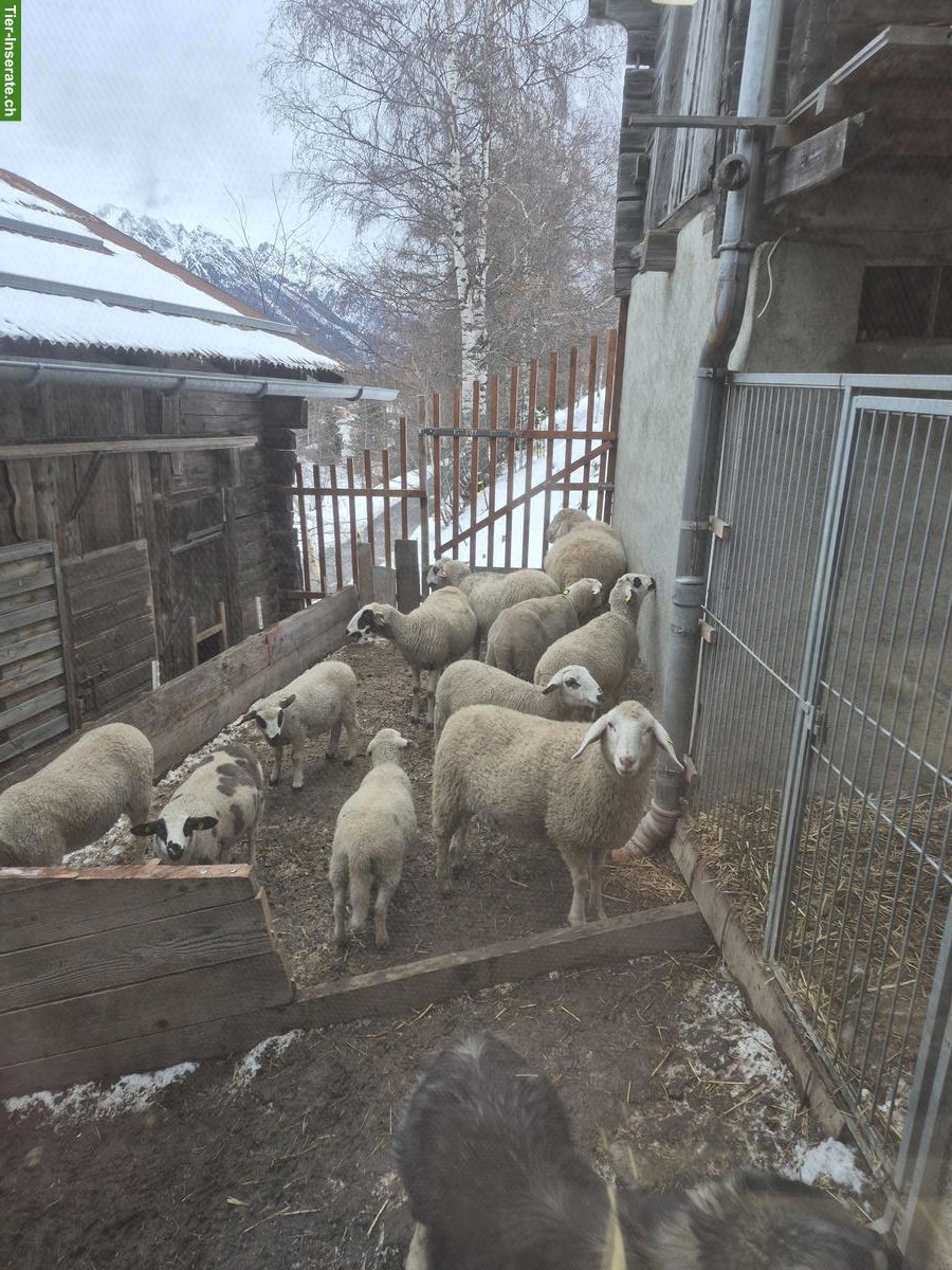 Bild 3: Junger Spiegelschaf-Bock zu verkaufen
