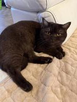 Britisch Kurzhaar, BKH Deckkater gesucht