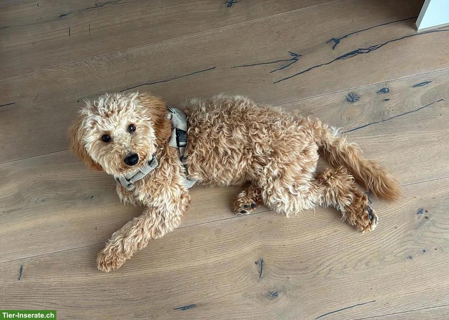 Zwergpudel-Hündin Nala sucht liebevolles Zuhause