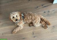 Zwergpudel-Hündin Nala sucht liebevolles Zuhause