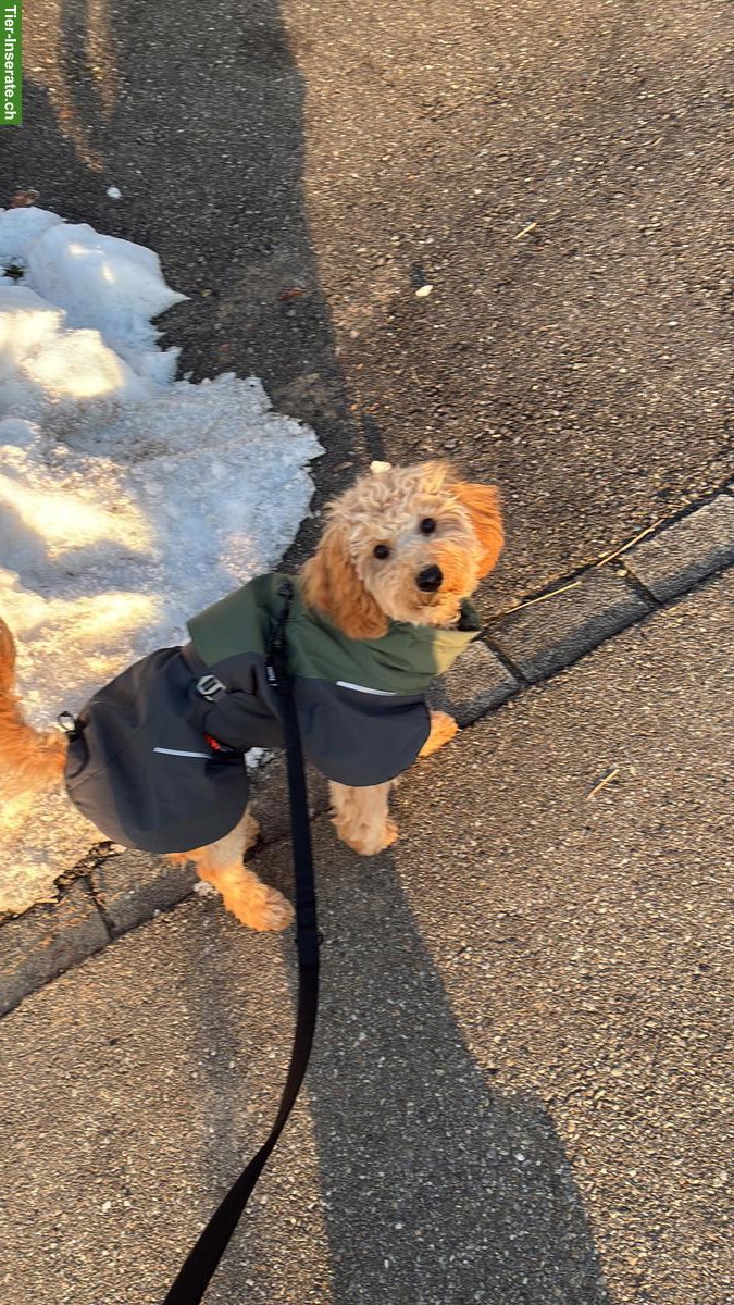Bild 2: Zwergpudel-Hündin Nala sucht liebevolles Zuhause
