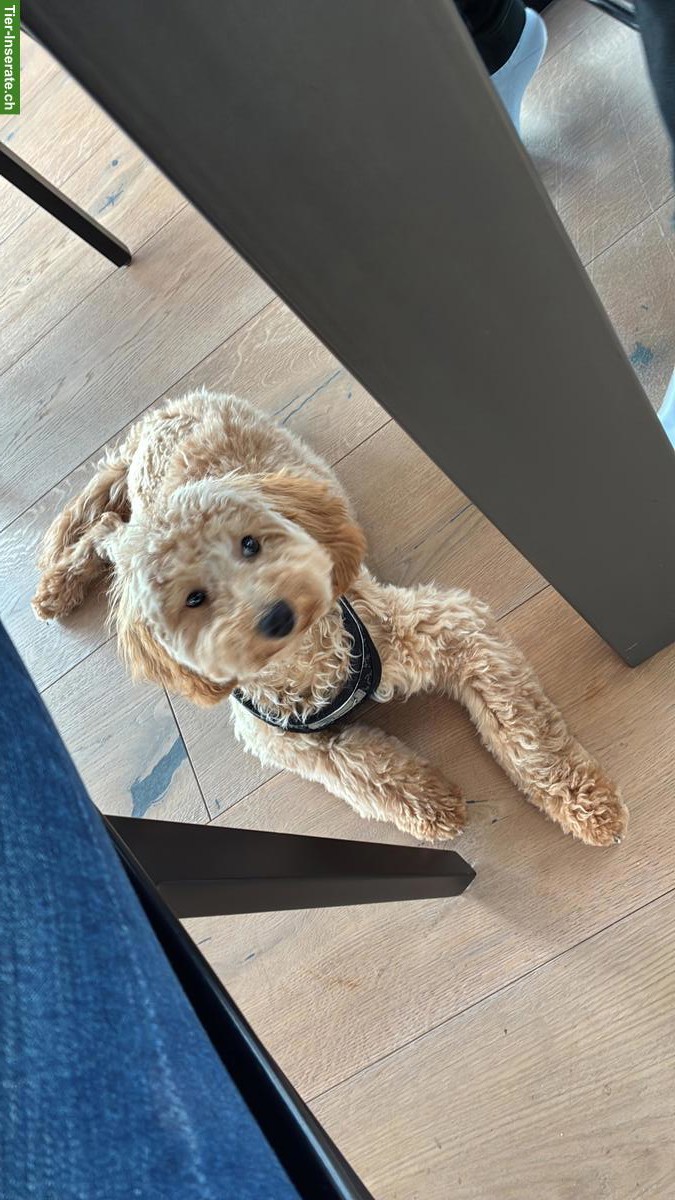 Bild 4: Zwergpudel-Hündin Nala sucht liebevolles Zuhause