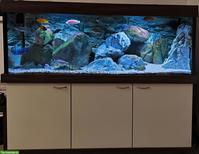 Grosses Aquarium 576L, komplett inkl. Technik & Zubehör