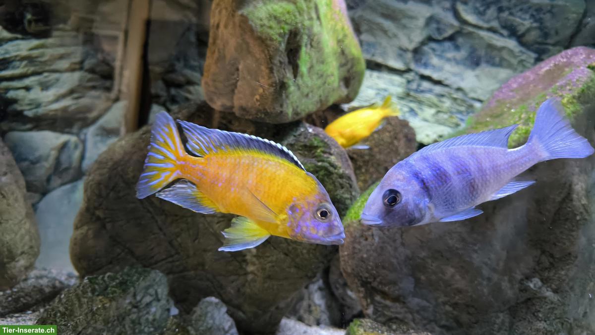 Bild 3: Grosses Aquarium 576L, komplett inkl. Technik & Zubehör