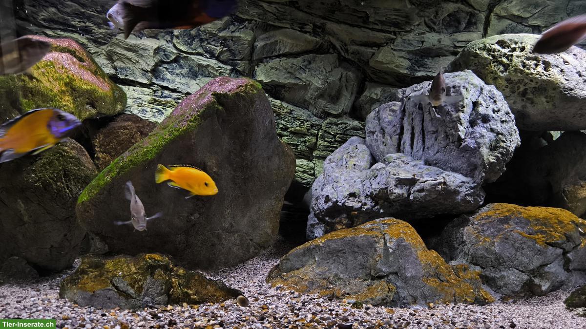 Bild 5: Grosses Aquarium 576L, komplett inkl. Technik & Zubehör