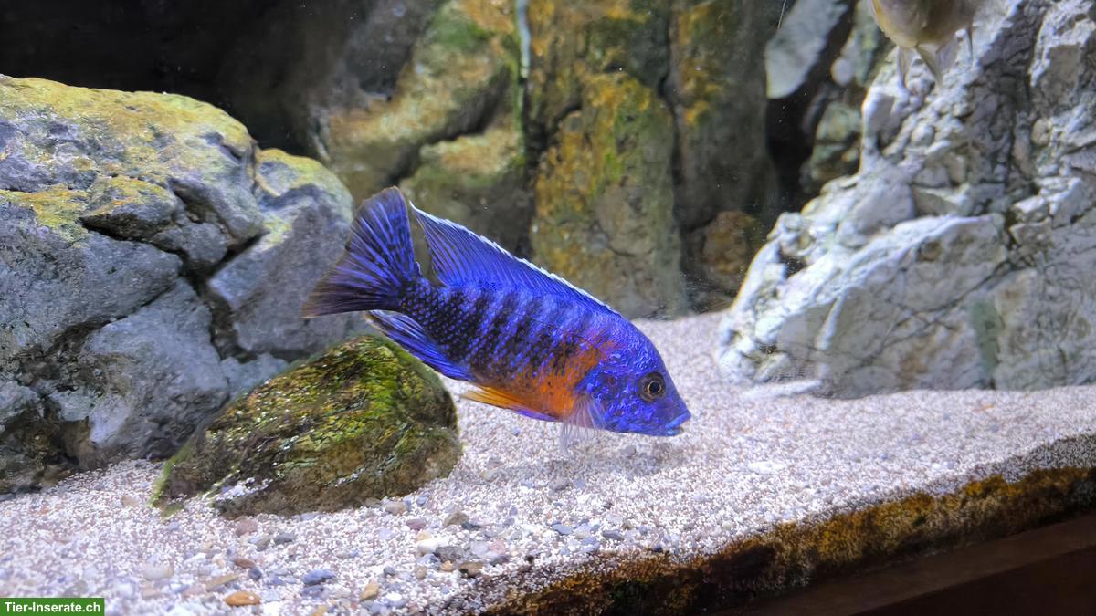 Bild 2: Malawi-Buntbarsche und Synodontis multipunctatus