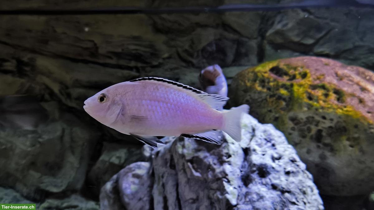 Bild 3: Malawi-Buntbarsche und Synodontis multipunctatus