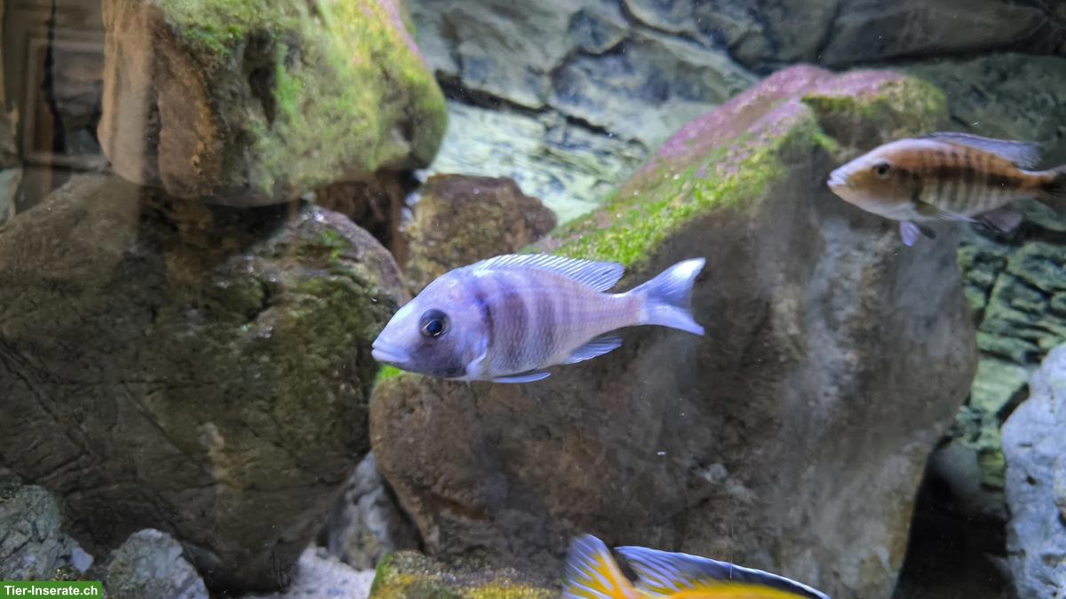 Bild 4: Malawi-Buntbarsche und Synodontis multipunctatus