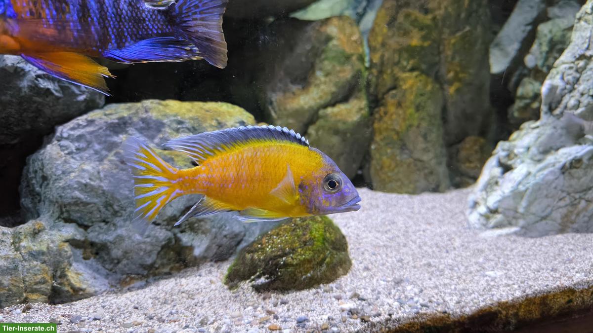 Bild 6: Malawi-Buntbarsche und Synodontis multipunctatus