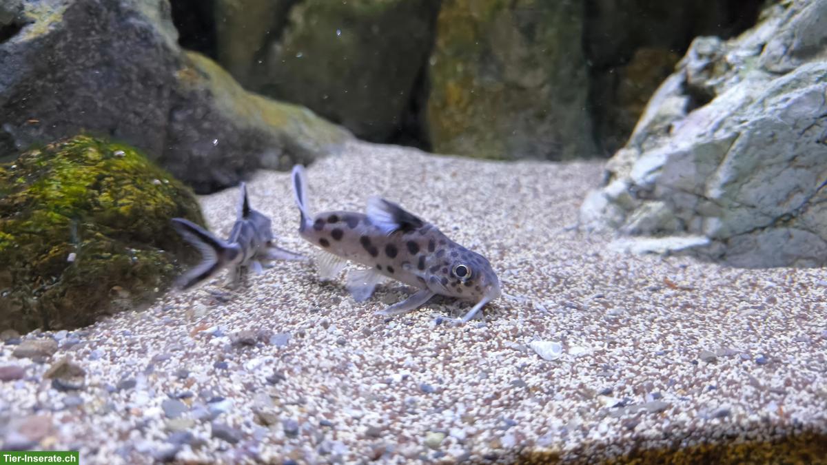 Bild 7: Malawi-Buntbarsche und Synodontis multipunctatus