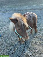 Appaloosa Shetty Stute, liebes Kinderpony