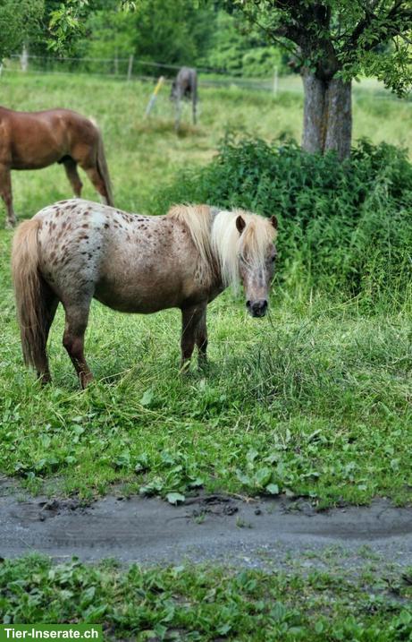 Bild 3: Appaloosa Shetty Stute, liebes Kinderpony