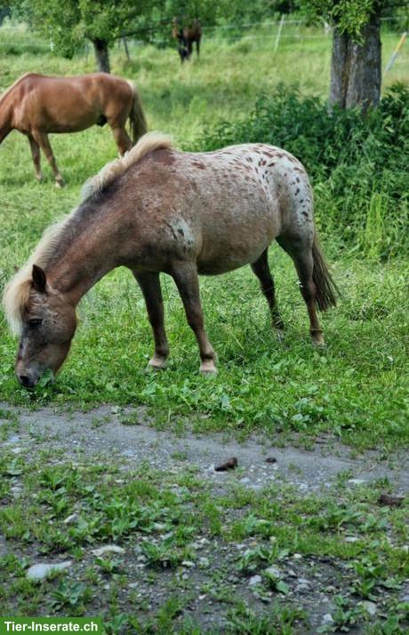 Bild 4: Appaloosa Shetty Stute, liebes Kinderpony
