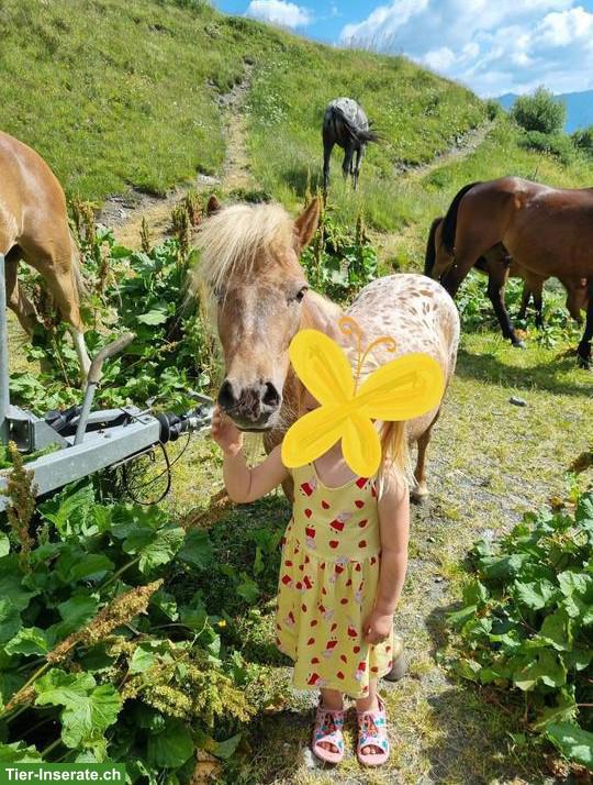 Bild 5: Appaloosa Shetty Stute, liebes Kinderpony