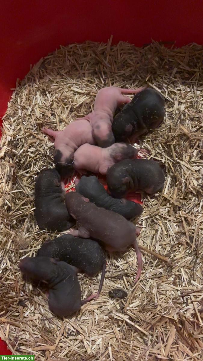 Süsse Rattenbabys suchen Zuhause