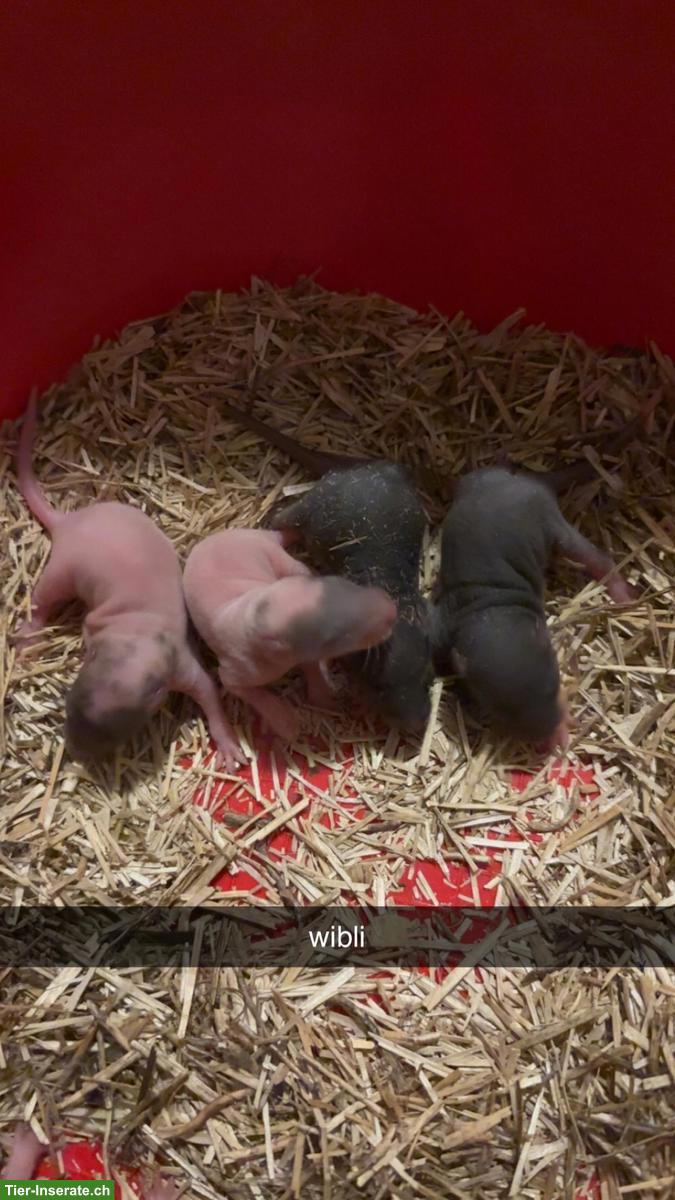 Bild 2: Süsse Rattenbabys suchen Zuhause