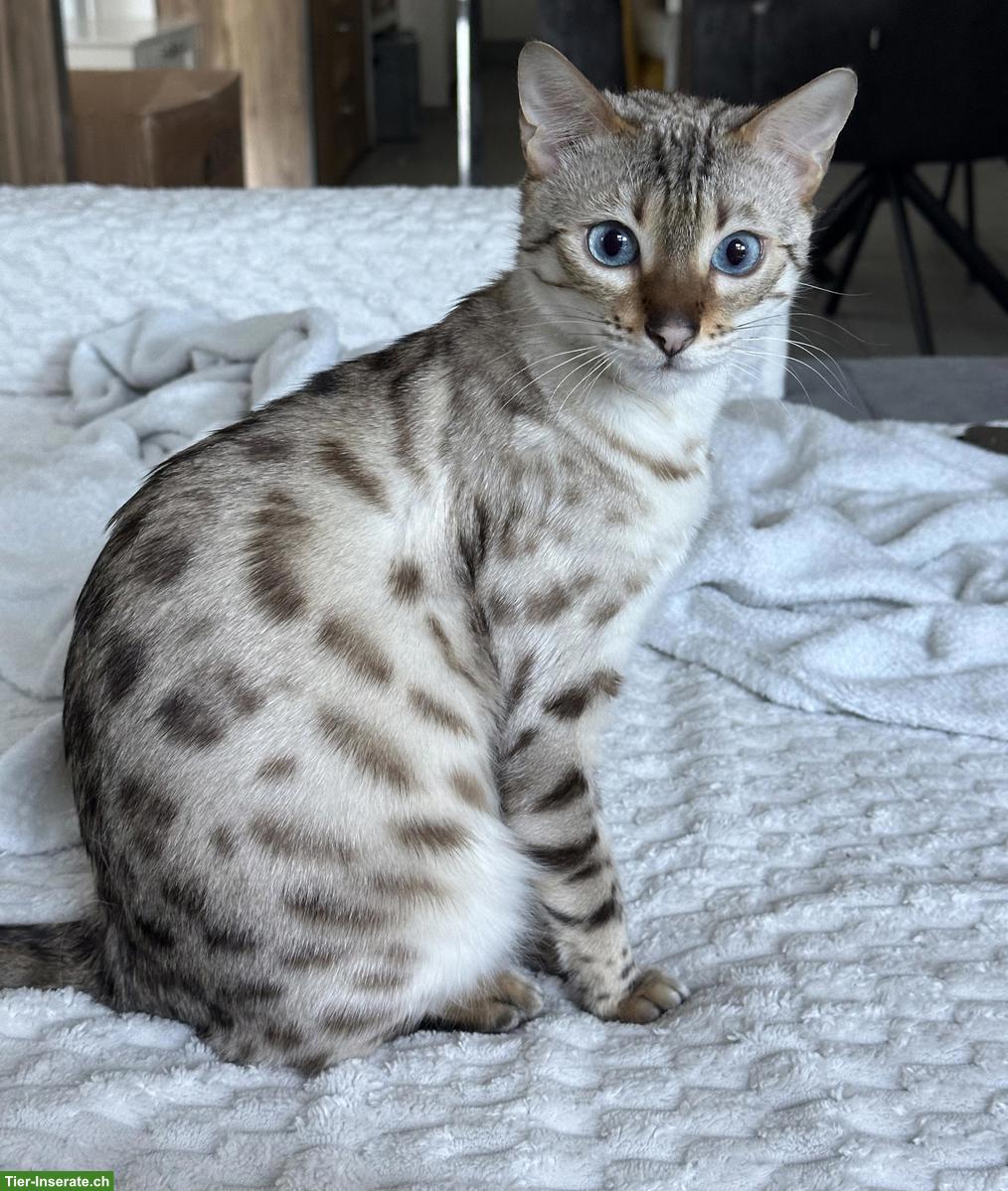 Bengal Katze Snow Lynx sucht liebevolles Zuhause