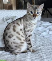 Bengal Katze Snow Lynx sucht liebevolles Zuhause