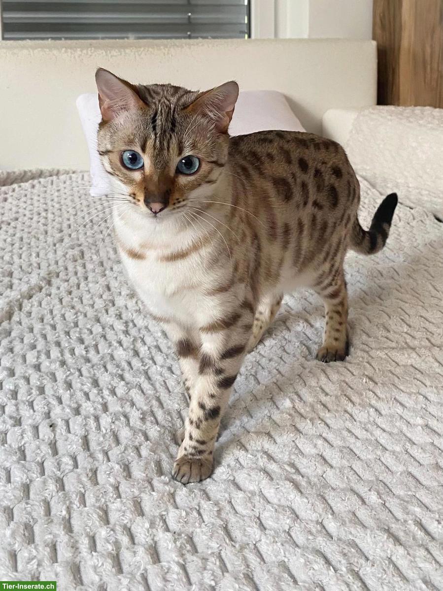 Bild 2: Bengal Katze Snow Lynx sucht liebevolles Zuhause
