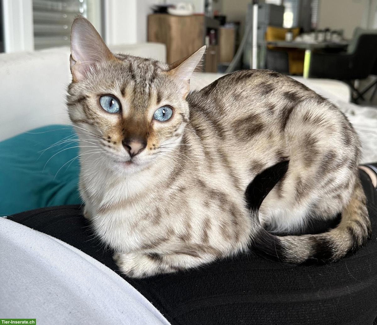Bild 3: Bengal Katze Snow Lynx sucht liebevolles Zuhause