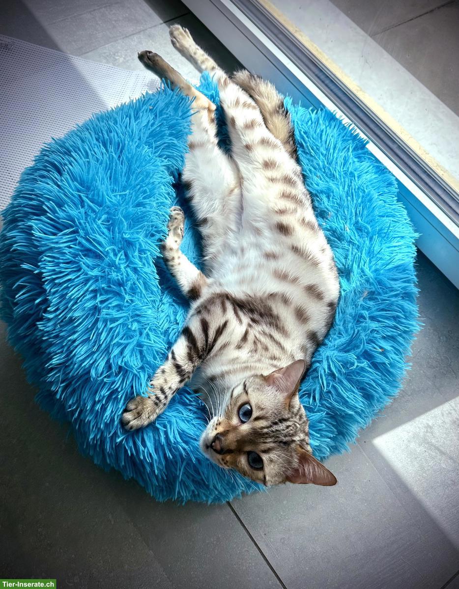 Bild 4: Bengal Katze Snow Lynx sucht liebevolles Zuhause