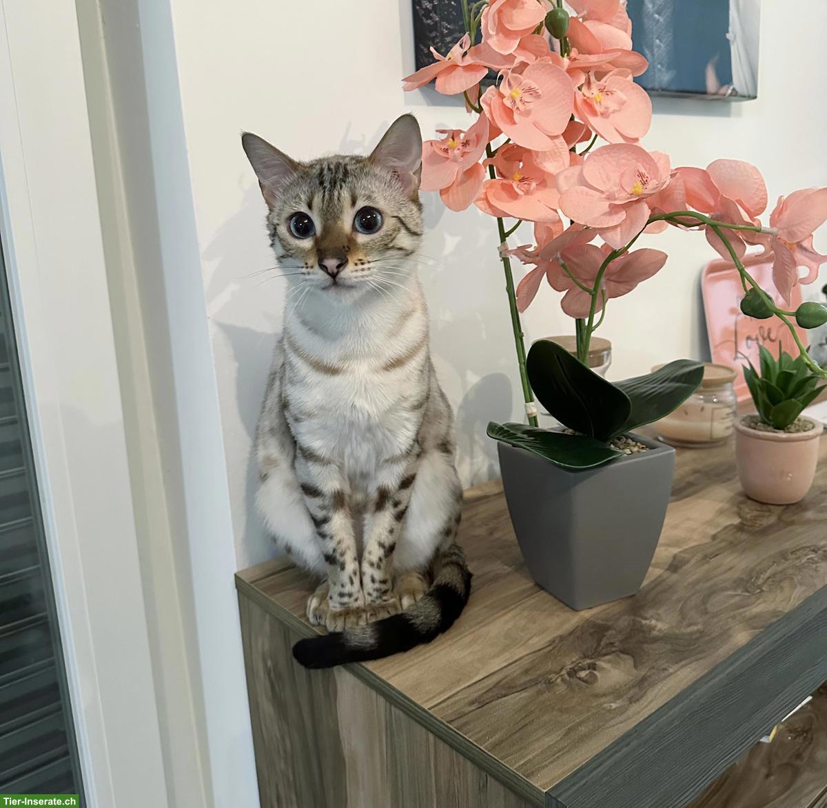 Bild 5: Bengal Katze Snow Lynx sucht liebevolles Zuhause