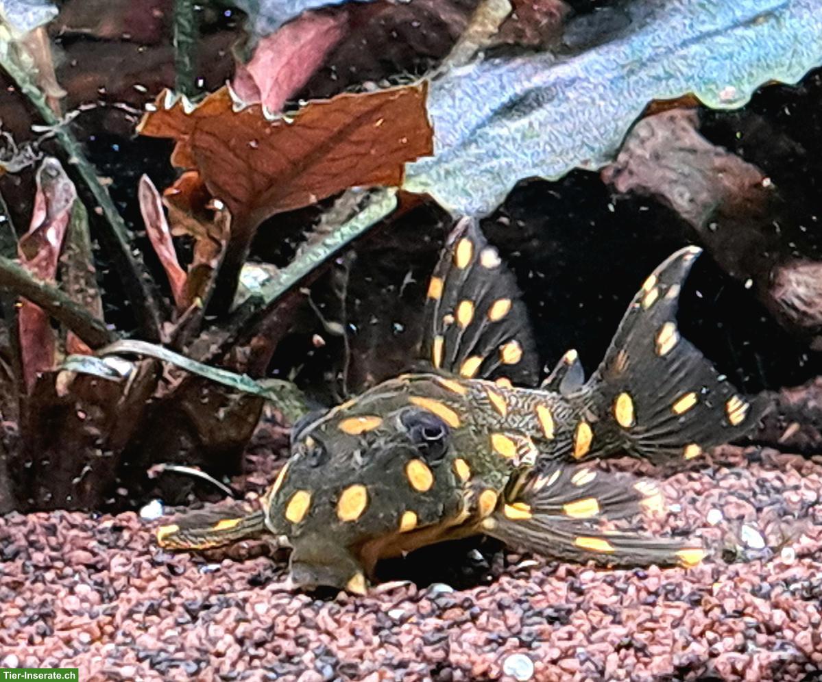 Aquarium-Fische an erfahrene Aquarianer abzugeben