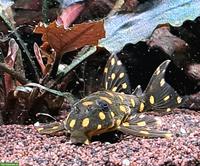 Aquarium-Fische an erfahrene Aquarianer abzugeben