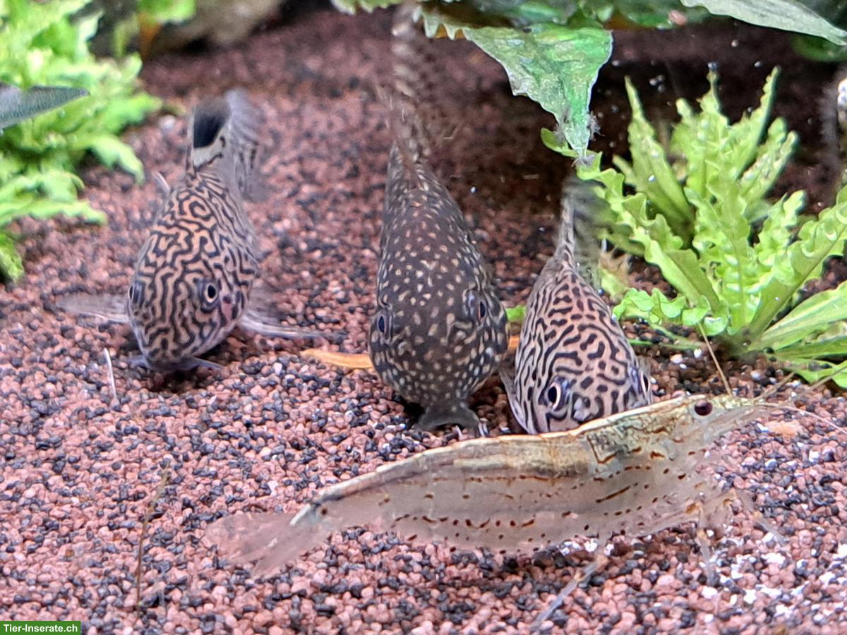 Bild 10: Aquarium-Fische an erfahrene Aquarianer abzugeben
