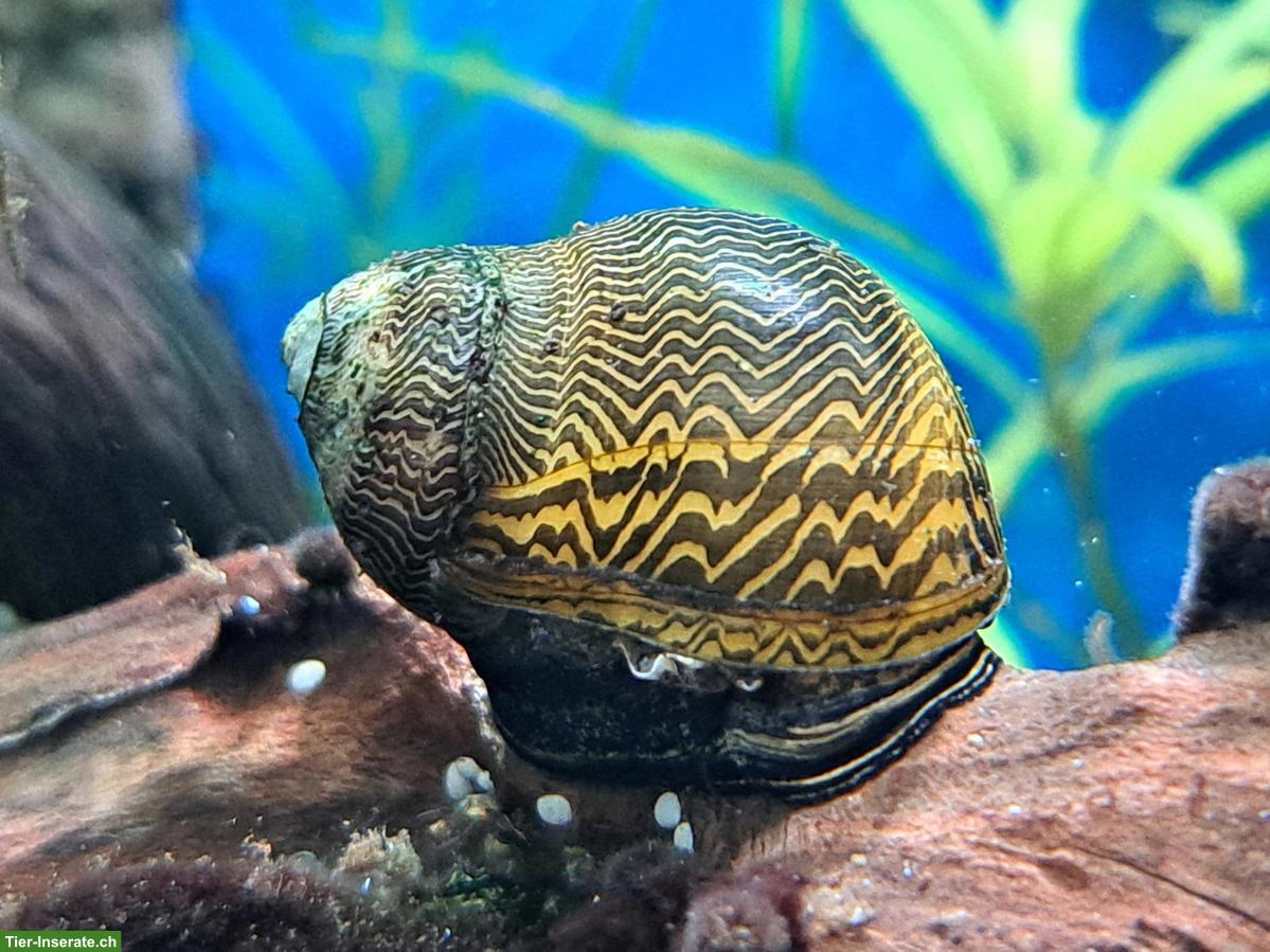 Bild 2: Aquarium-Fische an erfahrene Aquarianer abzugeben