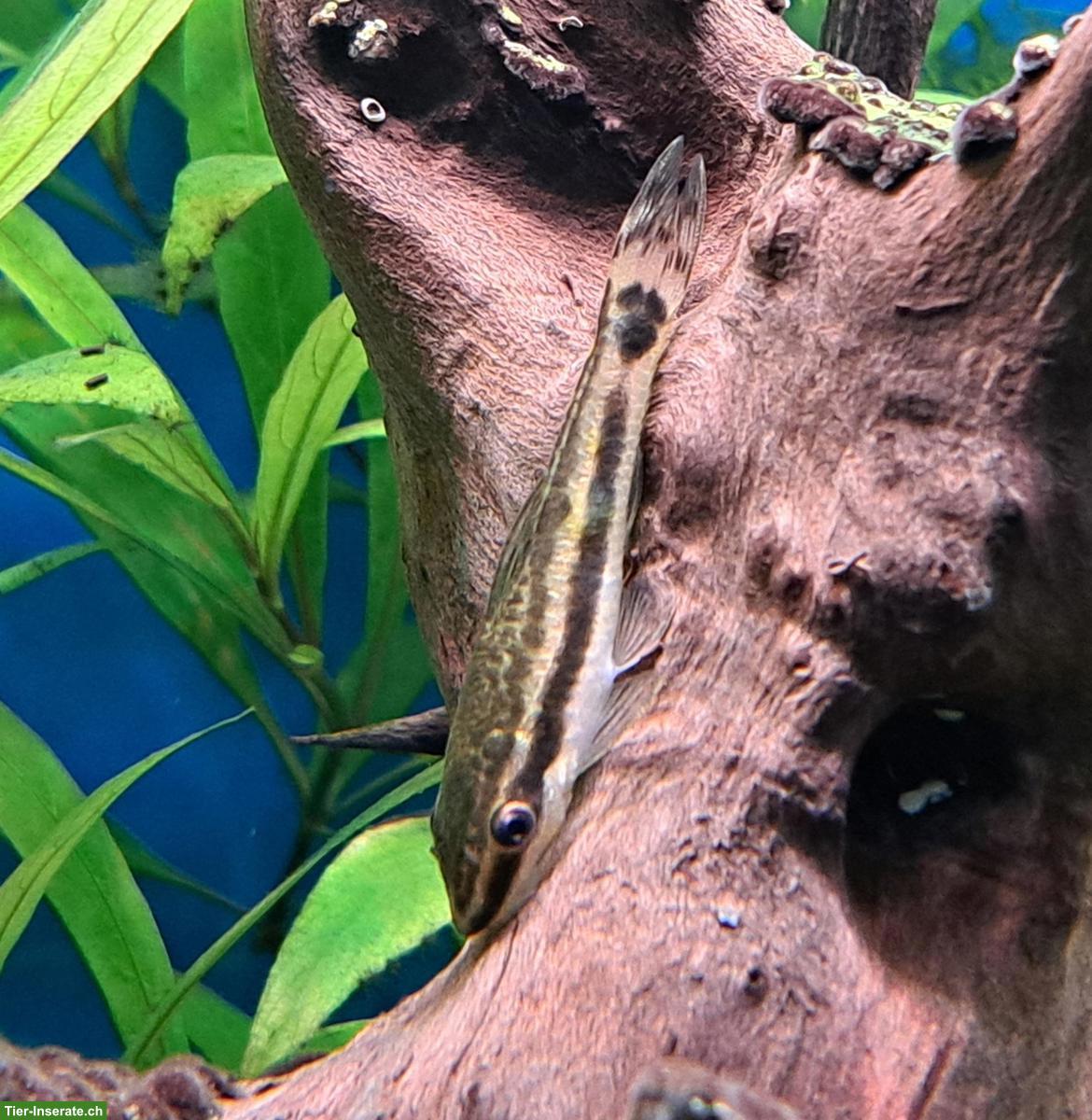 Bild 3: Aquarium-Fische an erfahrene Aquarianer abzugeben