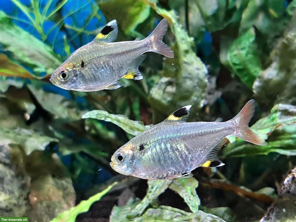 Bild 4: Aquarium-Fische an erfahrene Aquarianer abzugeben