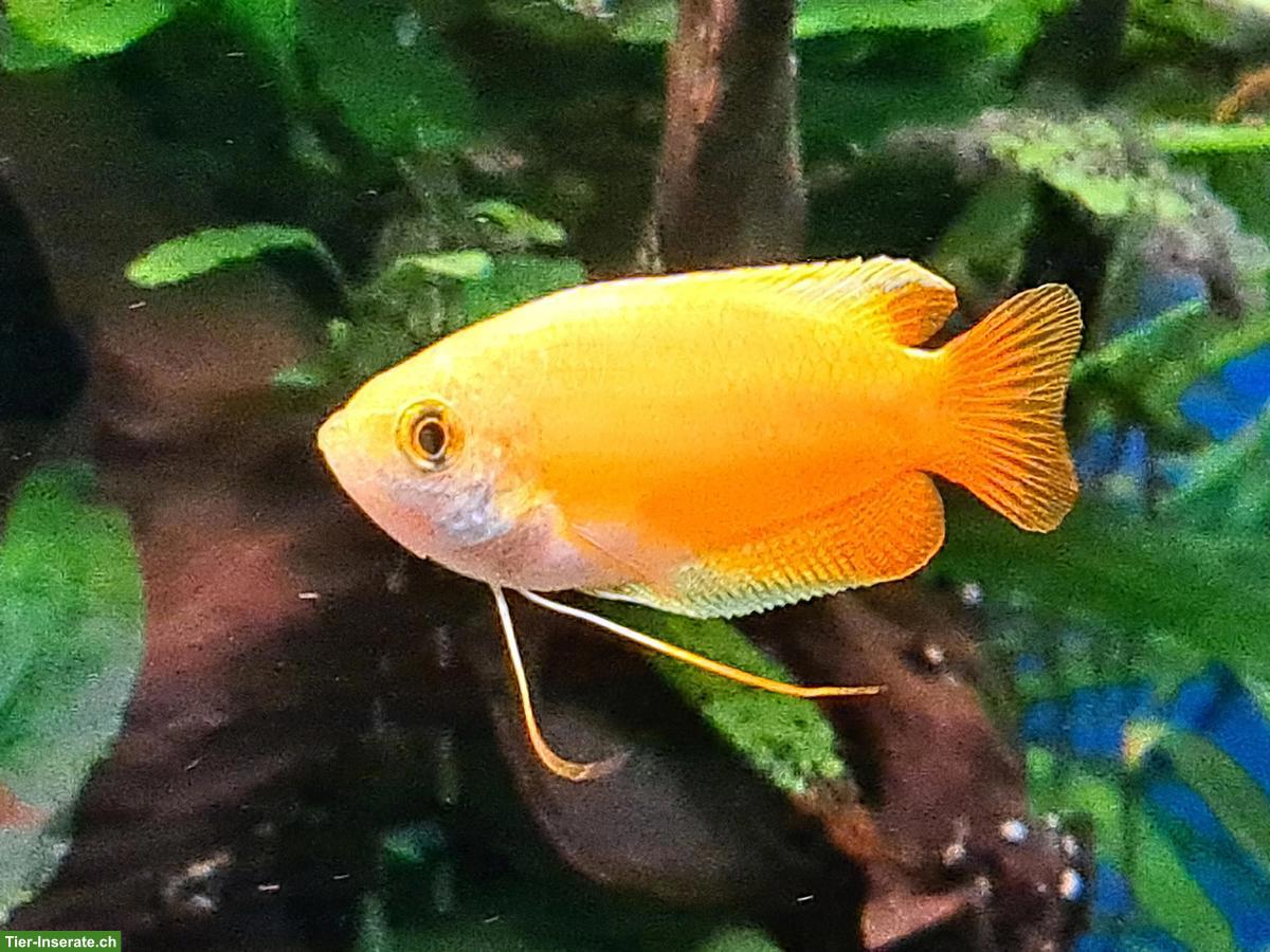 Bild 5: Aquarium-Fische an erfahrene Aquarianer abzugeben