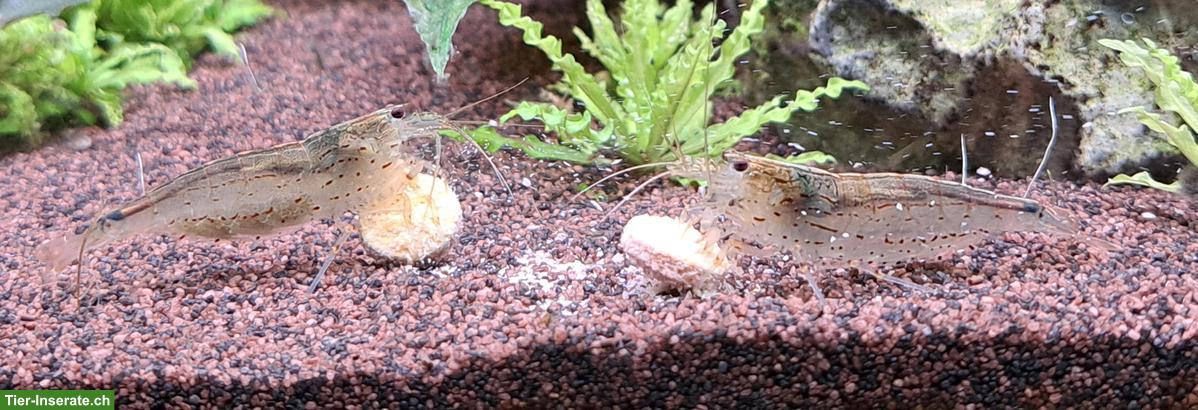 Bild 6: Aquarium-Fische an erfahrene Aquarianer abzugeben