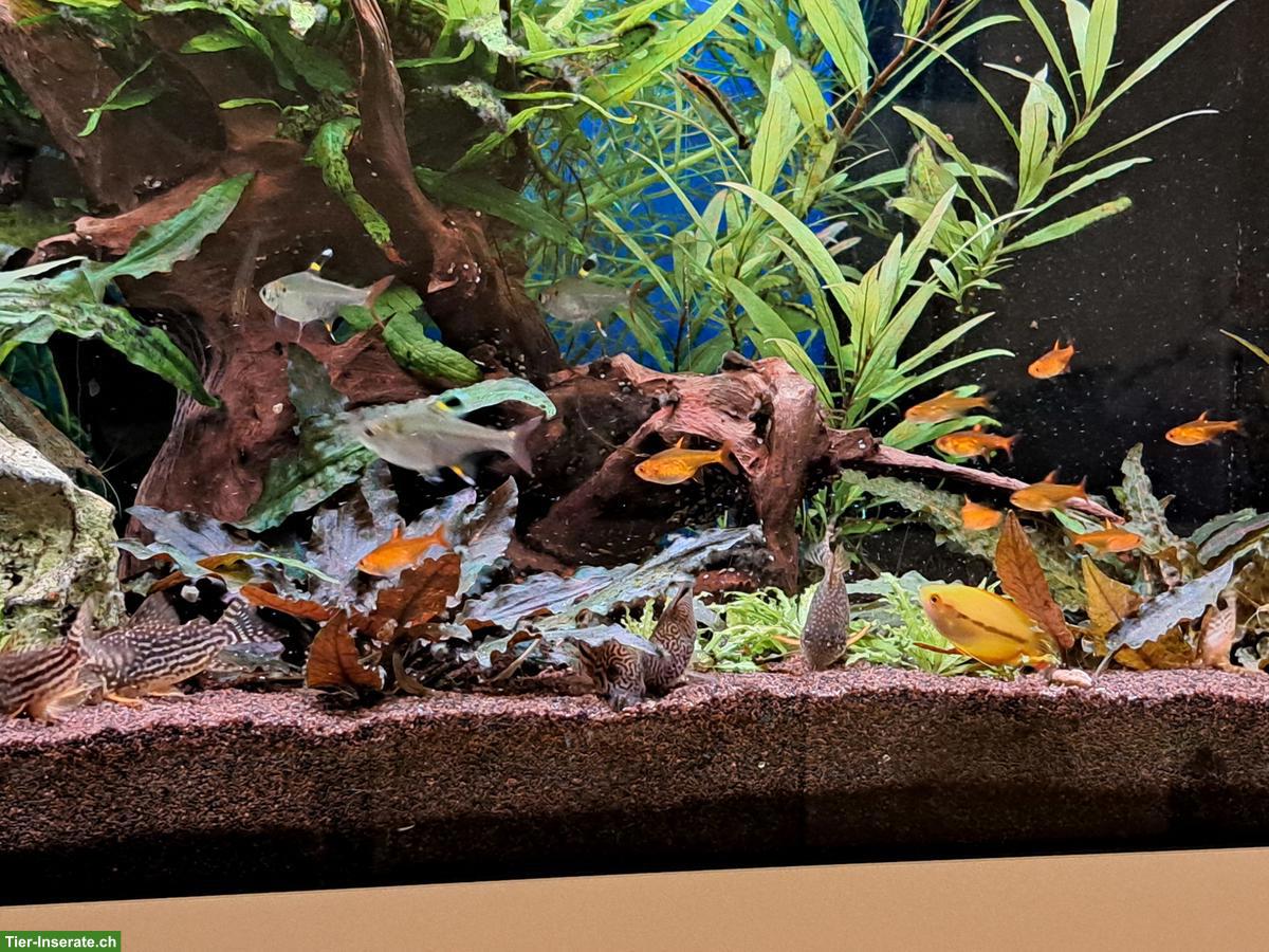 Bild 7: Aquarium-Fische an erfahrene Aquarianer abzugeben