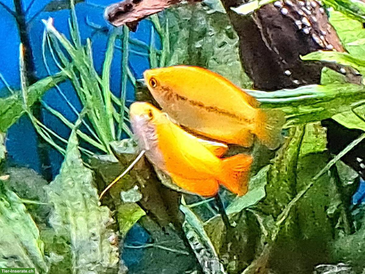 Bild 9: Aquarium-Fische an erfahrene Aquarianer abzugeben