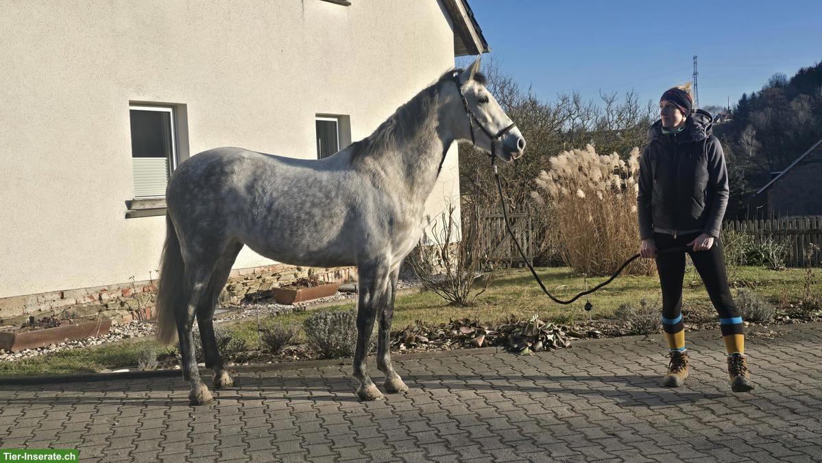 Bild 2: Talentierte PRE-Stute, Working Equitation & gehobenes Freizeitpferd