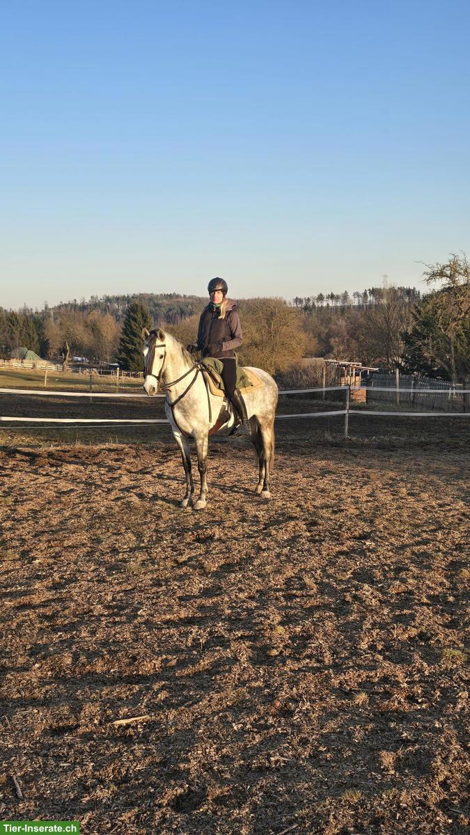 Bild 3: Talentierte PRE-Stute, Working Equitation & gehobenes Freizeitpferd