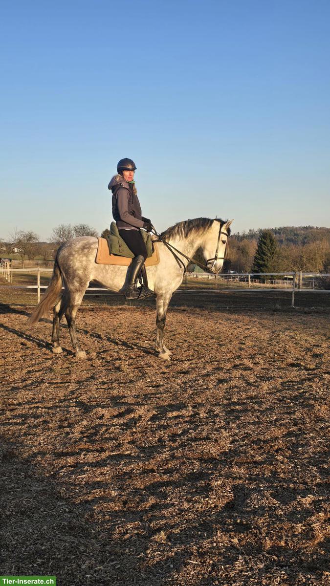 Bild 4: Talentierte PRE-Stute, Working Equitation & gehobenes Freizeitpferd