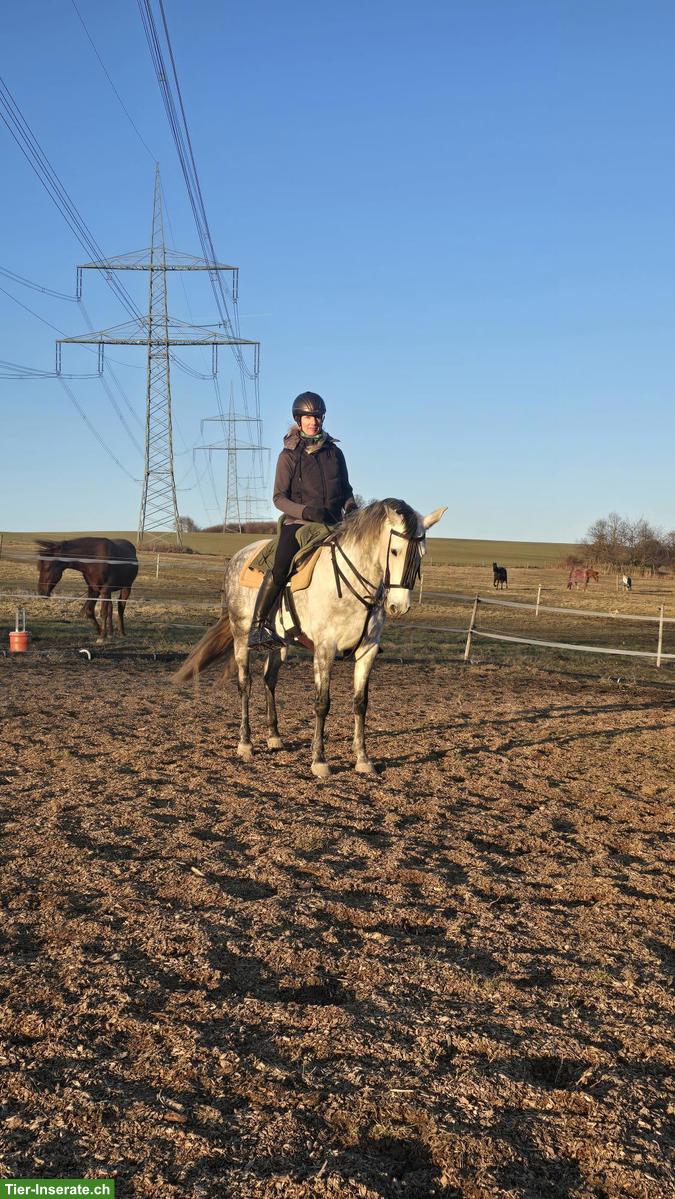 Bild 5: Talentierte PRE-Stute, Working Equitation & gehobenes Freizeitpferd