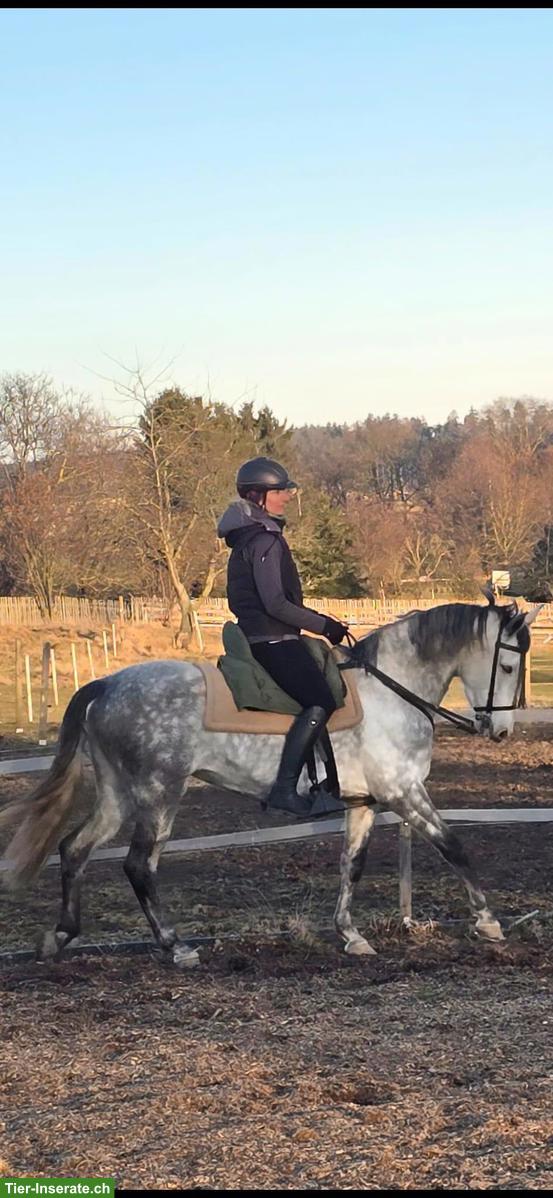 Bild 6: Talentierte PRE-Stute, Working Equitation & gehobenes Freizeitpferd