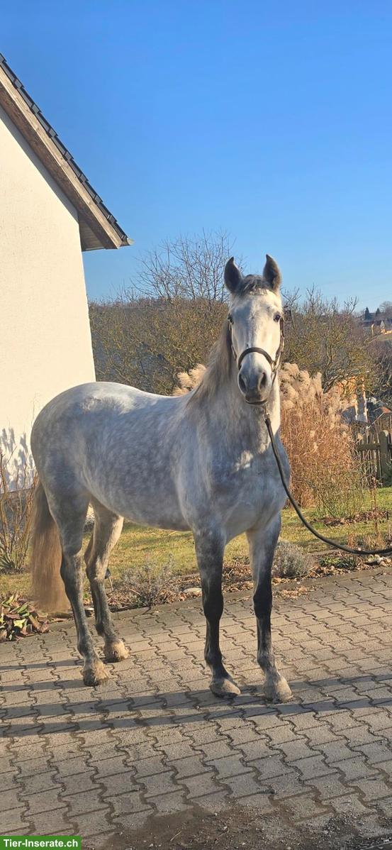 Bild 7: Talentierte PRE-Stute, Working Equitation & gehobenes Freizeitpferd