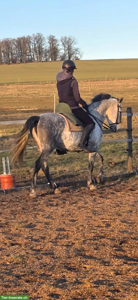 Bild 8: Talentierte PRE-Stute, Working Equitation & gehobenes Freizeitpferd