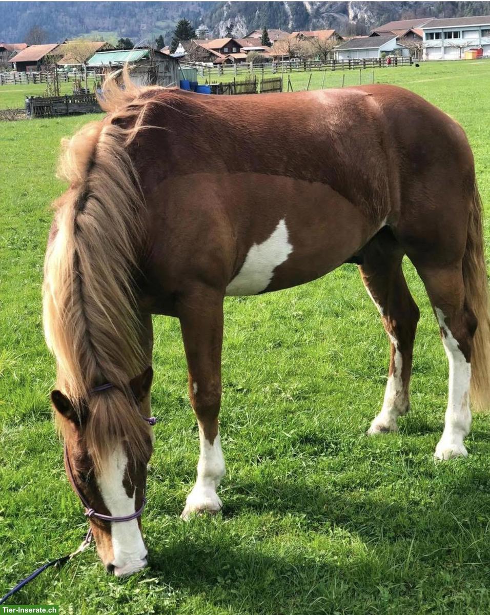 Biete Pflegepferd / Reitbeteiligung in Matten bei Interlaken