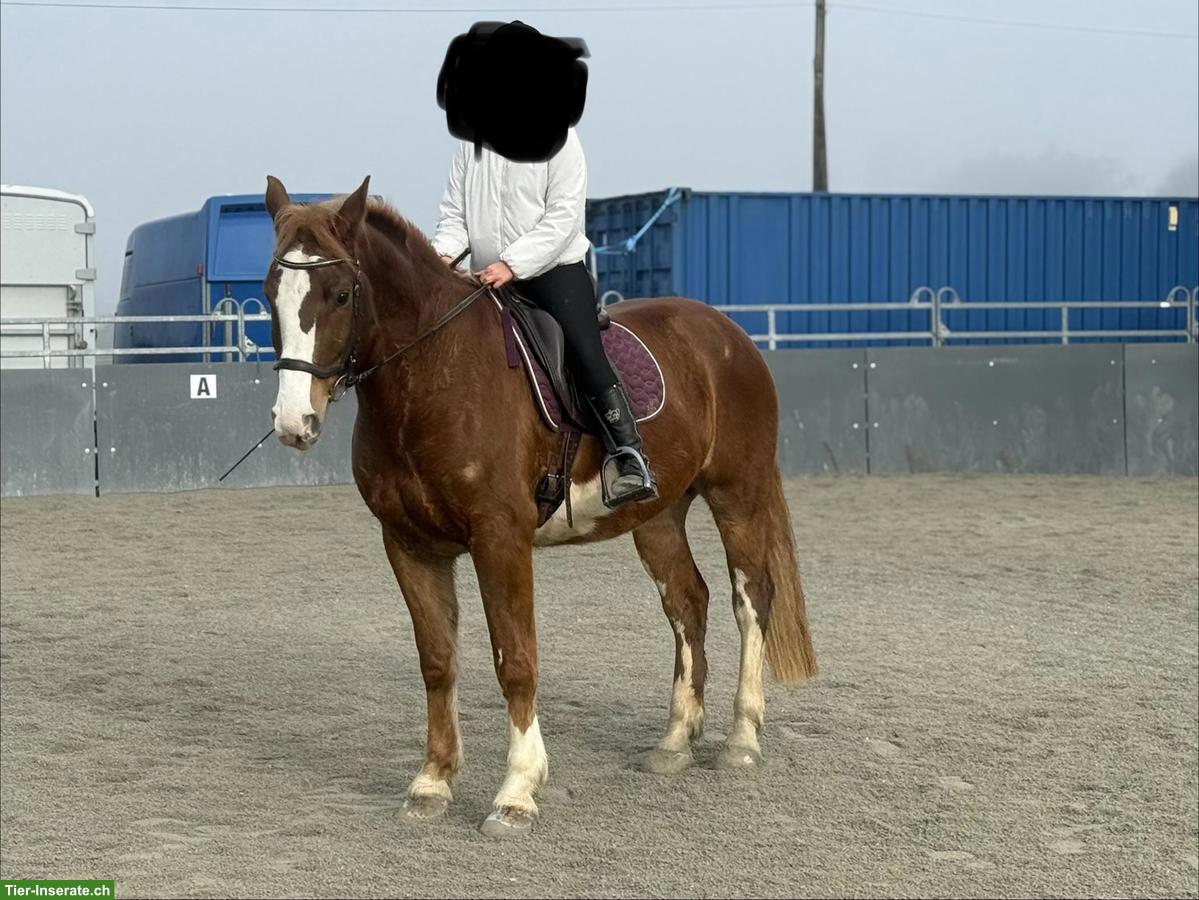 Bild 2: Biete Pflegepferd / Reitbeteiligung in Matten bei Interlaken